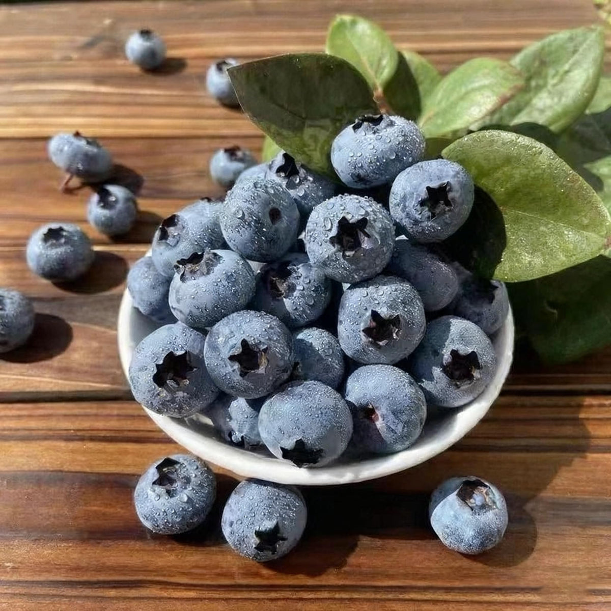 Generic blueberries on a bush ready for picking in a backyard