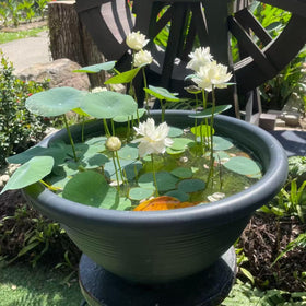 Generic bowl-lotus-seeds care growth-tips helps quick germination and healthy development