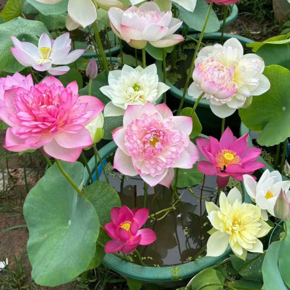 Generic bowl lotus seeds exotic blooms brighten ponds and indoor displays with graceful color