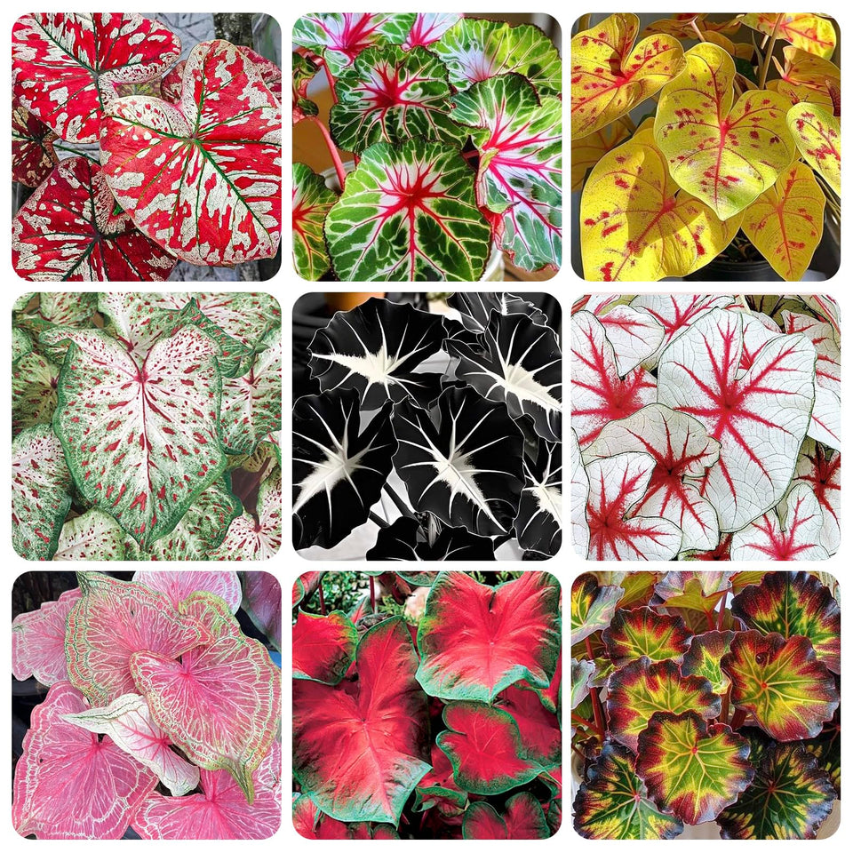 Generic Caladium seeds mix pack close-up showing seeds ready to germinate for vivid shade gardens