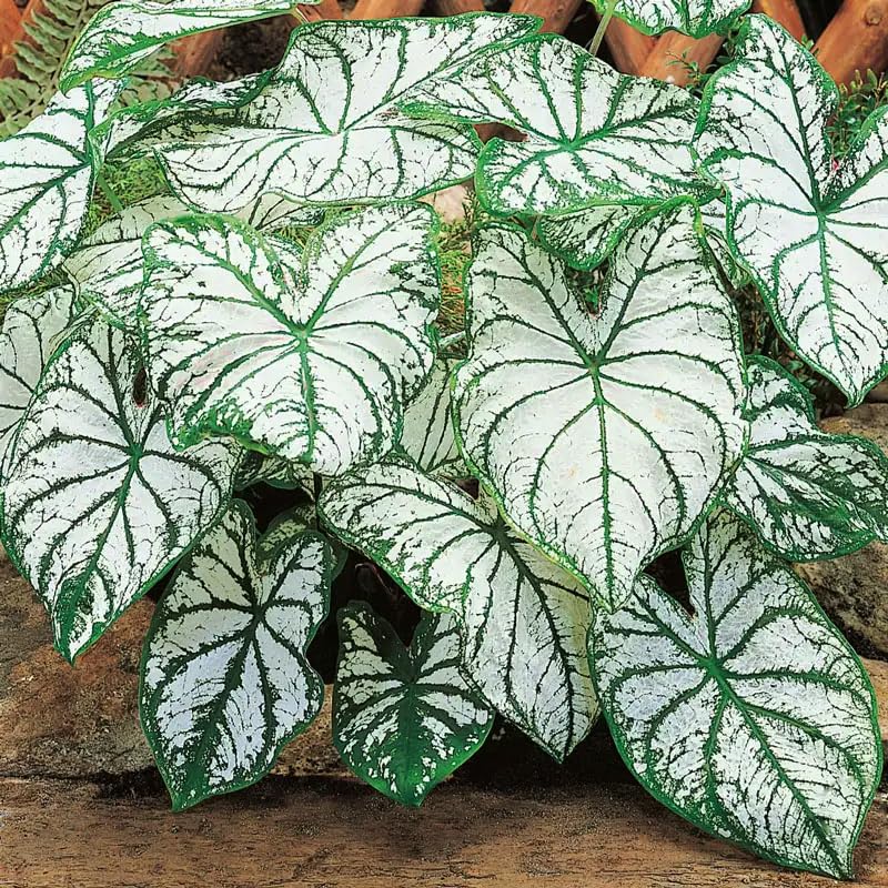 Generic Caladium seeds mix pack container planting demonstrates easy outdoor or balcony color accents