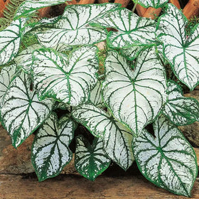 Generic Caladium seeds mix pack container planting demonstrates easy outdoor or balcony color accents
