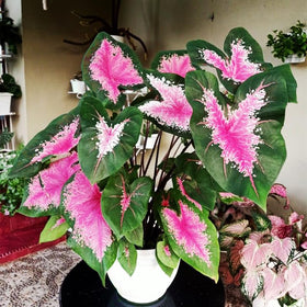 Generic Caladium seeds mix pack emerging-sprouts shows early growth for tropical-inspired containers