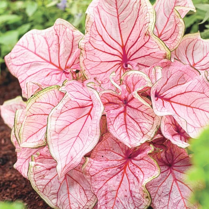 Generic Caladium seeds mix pack seed tray setup enabling early indoor germination for color