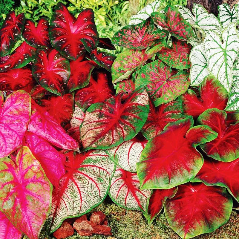 Generic Caladium seeds mix pack shaded-garden display preview with bold foliage for low-sun spaces