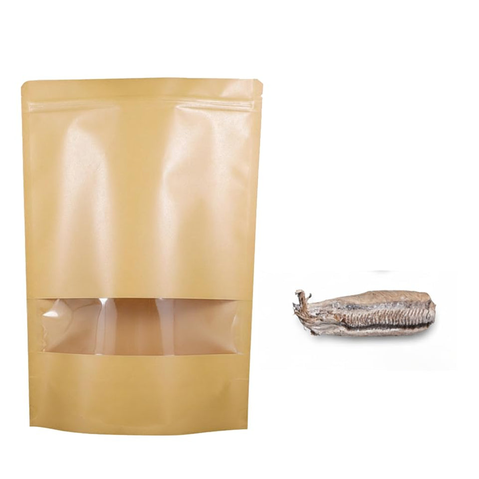 Generic Carolina Praying Mantis egg case in habitat bag for classroom observation and garden pest control