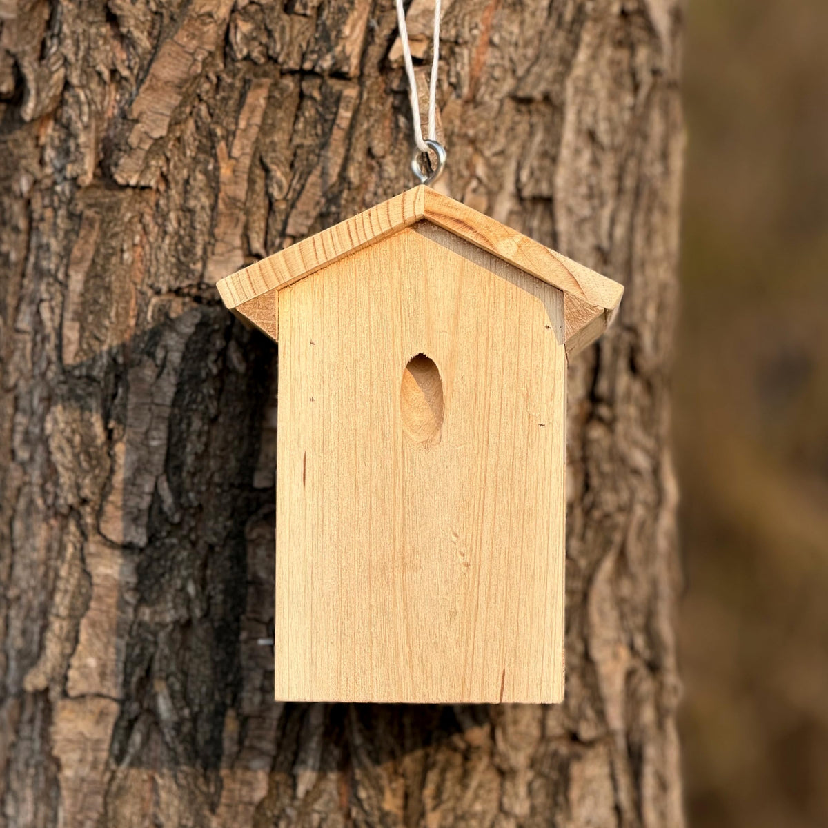 Generic carpenter bee plugs sealing infestations while traps lure new ones.
