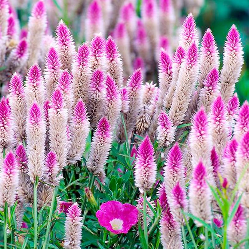 Generic Celosia Spicata Flamingo Feather border plant brightening garden borders.