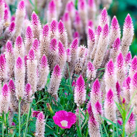 Generic Celosia Spicata Flamingo Feather border plant brightening garden borders.