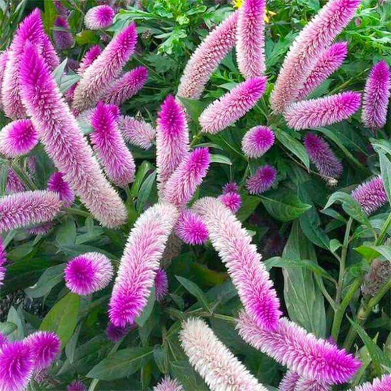 Generic Celosia Spicata Flamingo Feather flowers ready for dried arrangements.