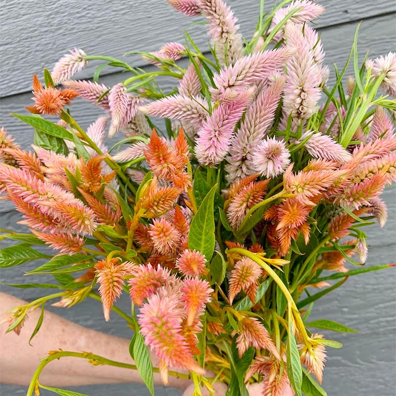 Generic Celosia Spicata Flamingo Feather attracts butterflies and pollinators.