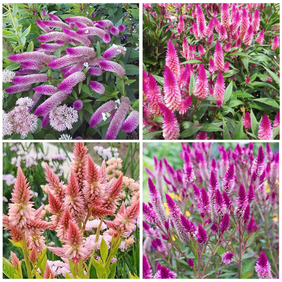 Generic Celosia Spicata Flamingo Feather seed pack for vibrant cut flowers.