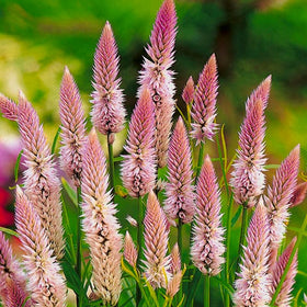 Generic Celosia Spicata Flamingo Feather sun-loving specimen for sunny beds.