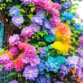 Generic Clematis vines on a trellis for vertical garden drama.