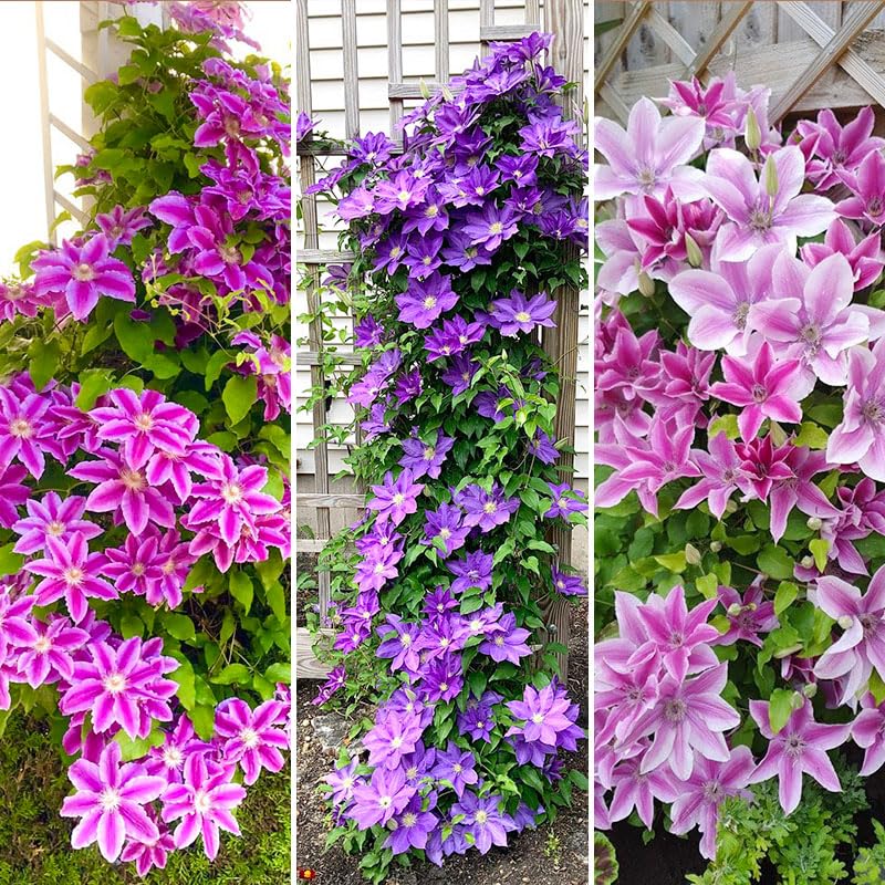 Generic Clematis blooms preview for colorful fences and pergolas.