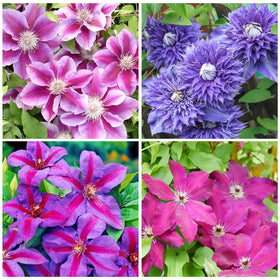 Generic Clematis vine seeds mix colors ready for a lush vertical garden.