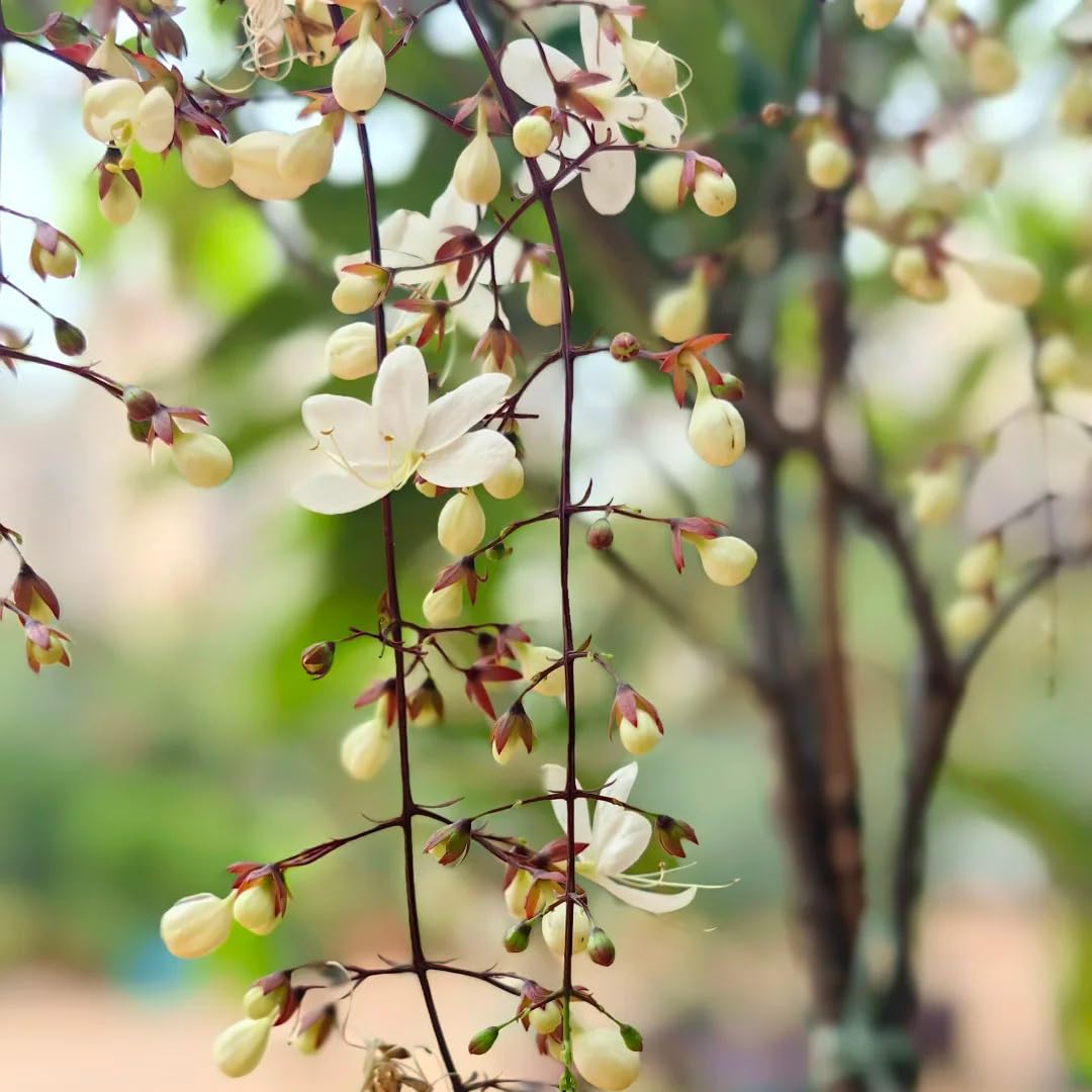 Generic climbing jasmine on a balcony container, perfect for small-space gardening.