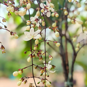 Generic climbing jasmine on a balcony container, perfect for small-space gardening.