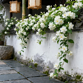 Generic Climbing Jasmine thrives in healthy soil with sun and water.