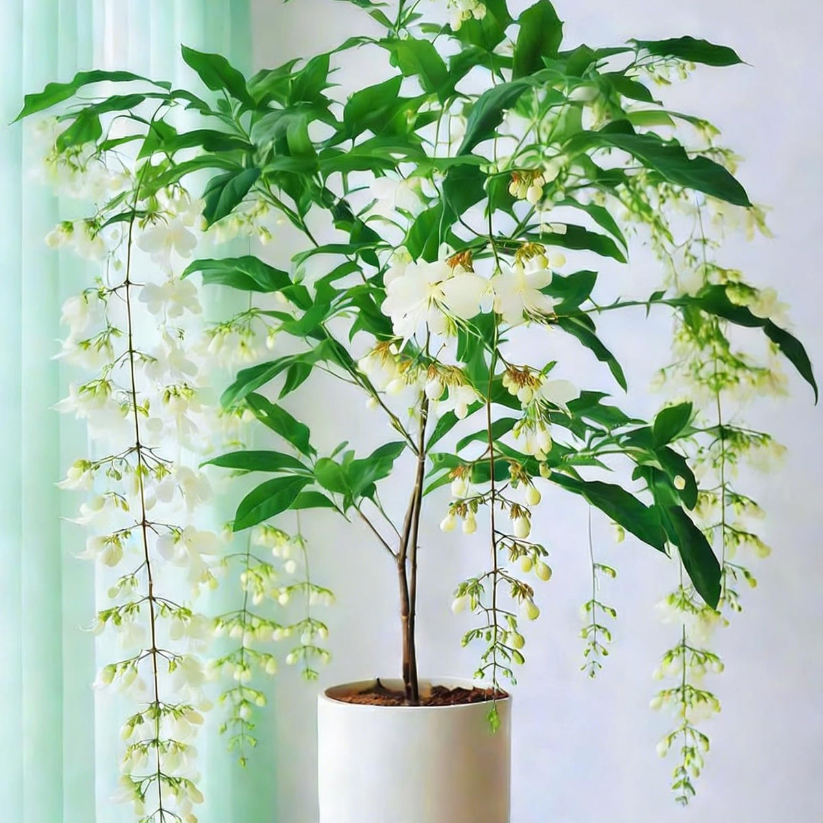 Generic Climbing Jasmine indoors in a container under bright light.