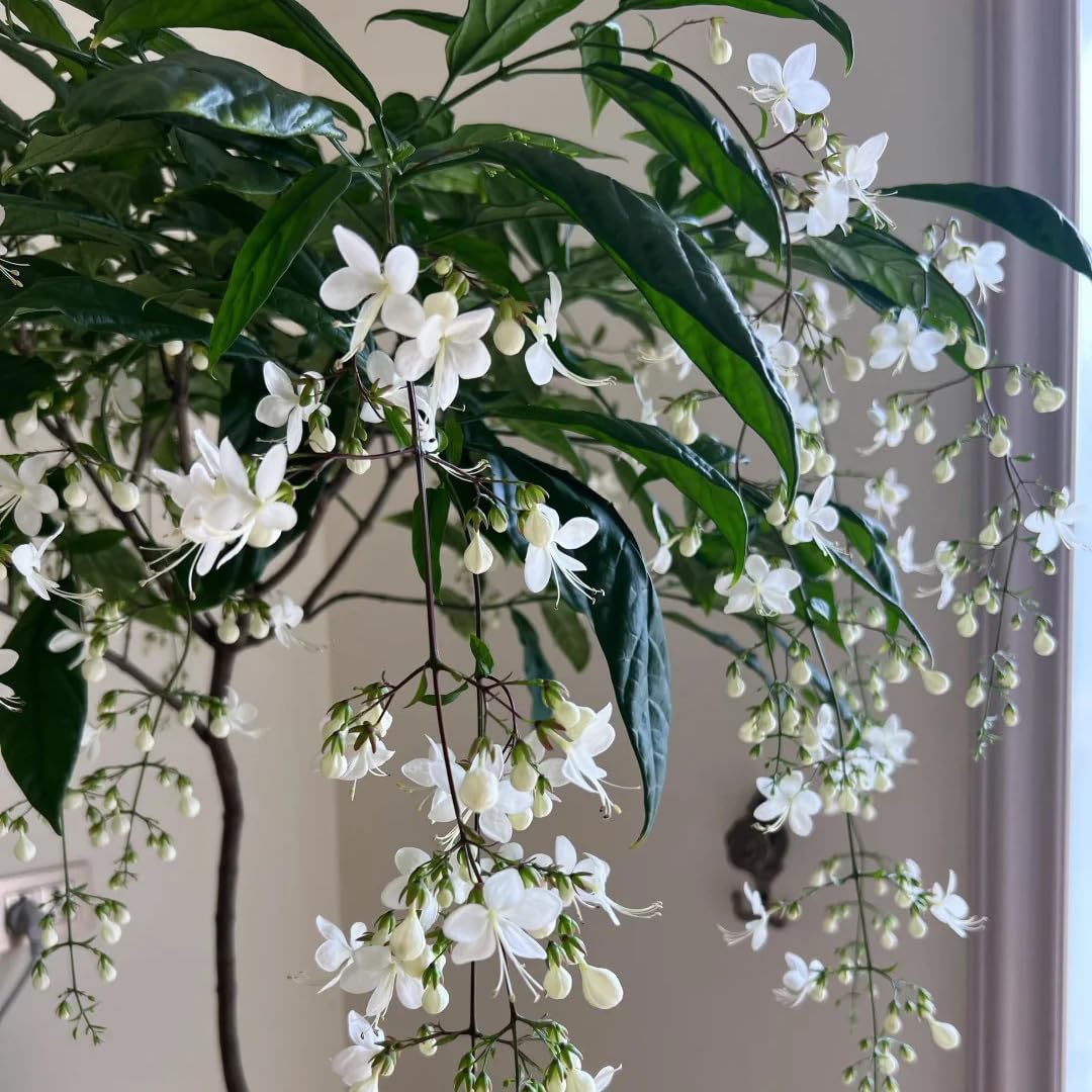 Generic Climbing Jasmine close-up of white star blossoms with evening perfume.