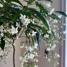 Generic Climbing Jasmine close-up of white star blossoms with evening perfume.