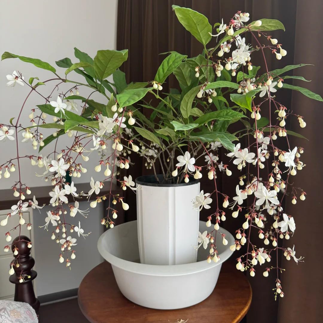 Generic Climbing Jasmine in a sunlit garden ready to climb.