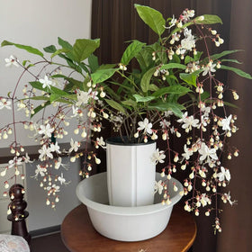 Generic Climbing Jasmine in a sunlit garden ready to climb.