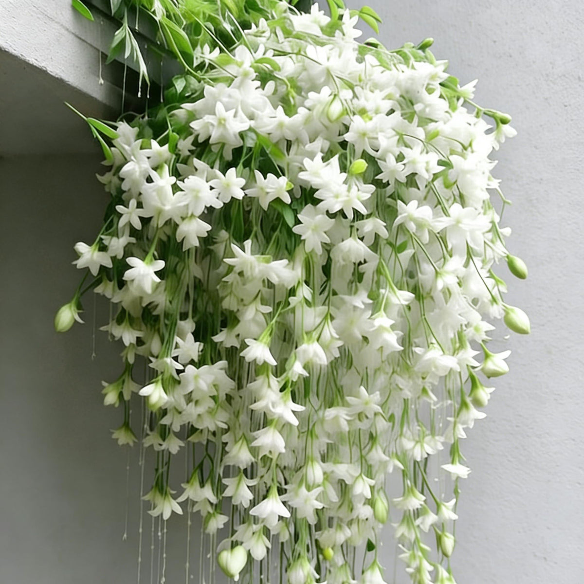 Generic climbing jasmine seeds in hand, showcasing seed quality for easy germination.