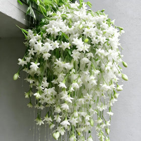 Generic climbing jasmine seeds in hand, showcasing seed quality for easy germination.
