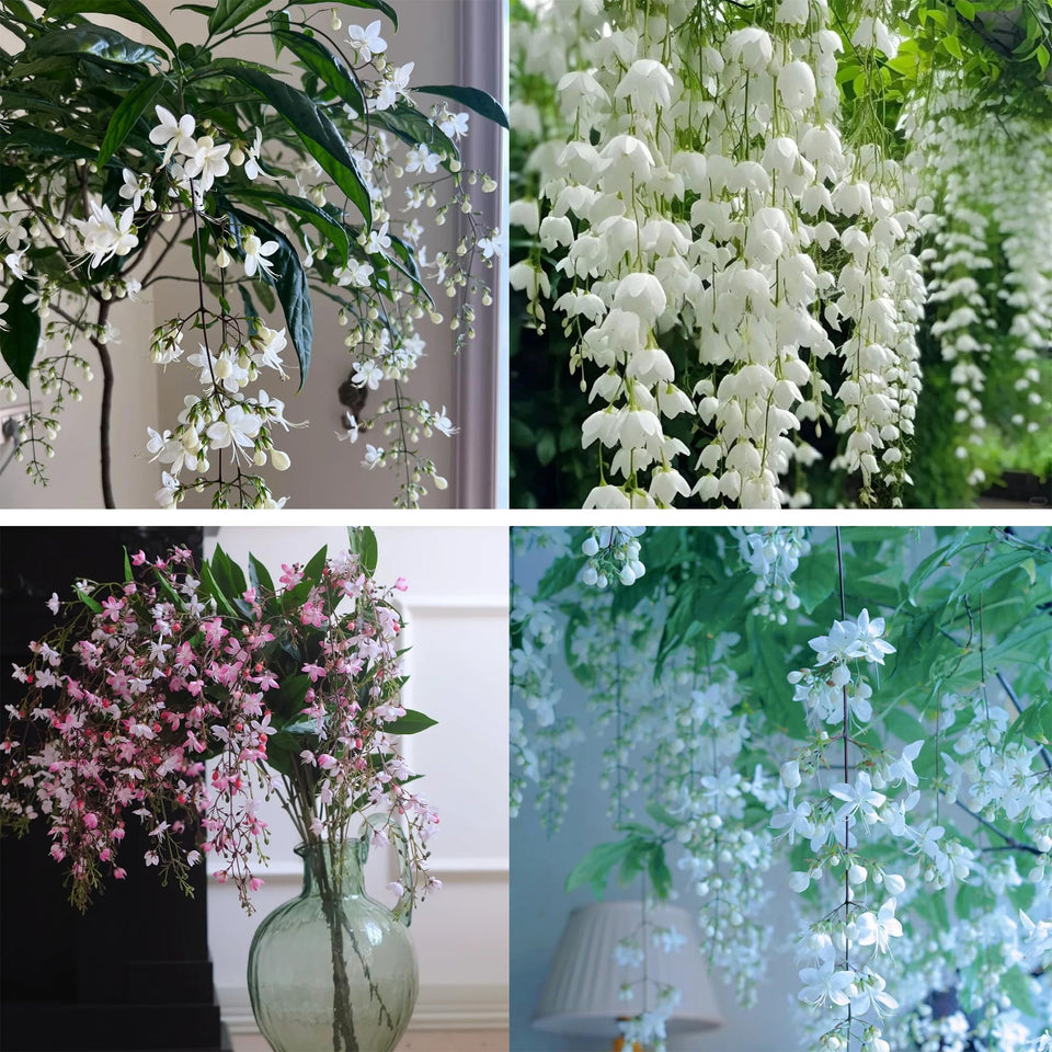 Generic climbing jasmine seeds pack 100, ideal starter kit for vertical gardens.