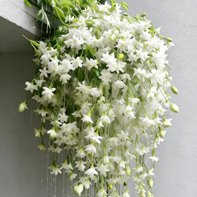 Generic Climbing Jasmine vines on a trellis offering lush vertical fragrance.