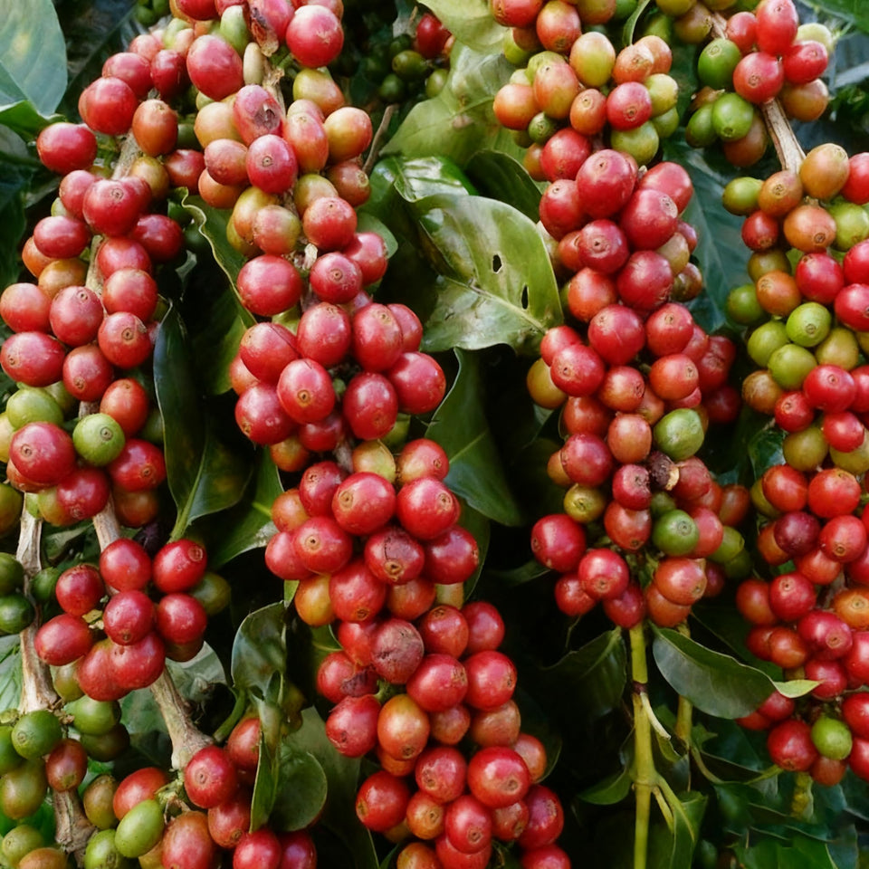 Generic Coffea Seeds seed bag, 60 premium seeds for home gardening