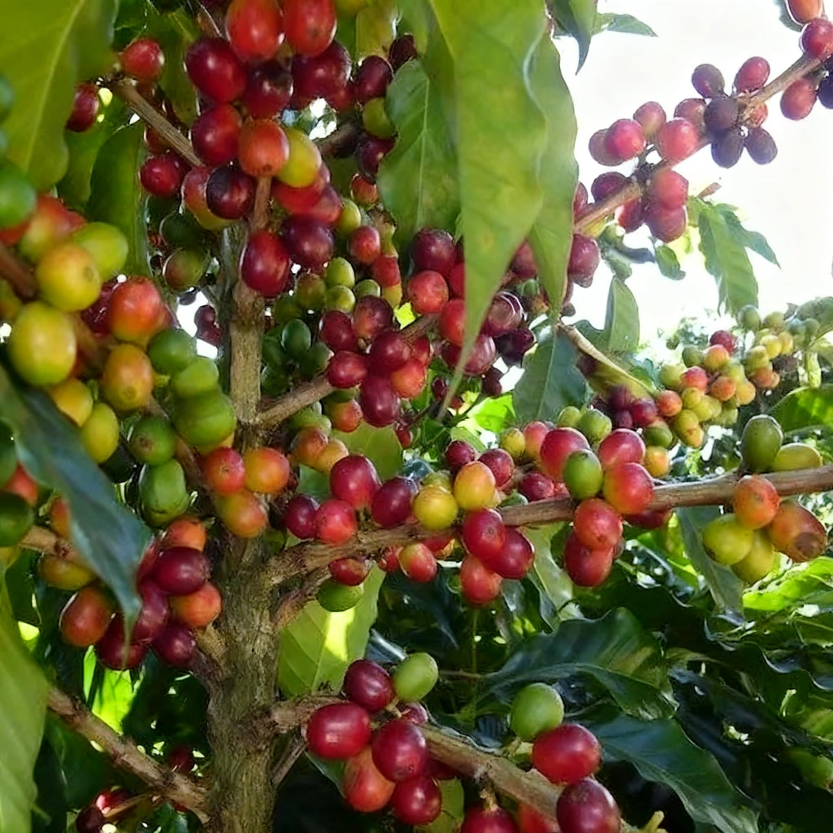 Generic Coffea Seeds berries developing after spring blooms