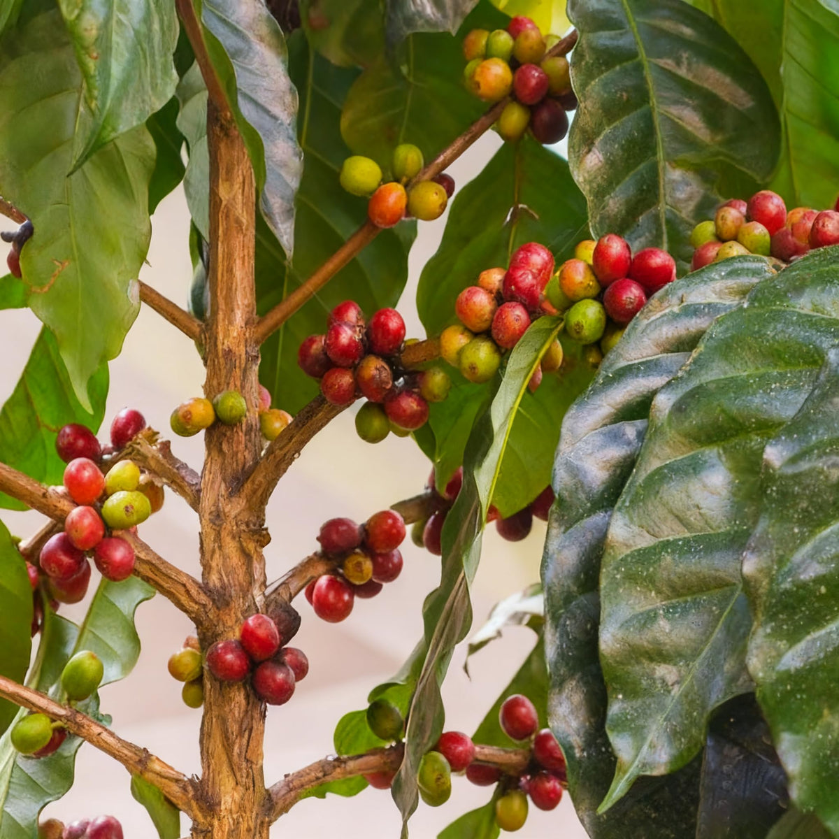 Generic Coffea Seeds flowering plant with fragrant white blooms