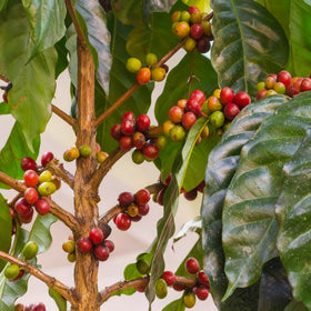 Generic Coffea Seeds flowering plant with fragrant white blooms