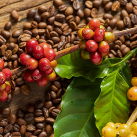 Generic Coffea Seeds container growing indoors, near bright window