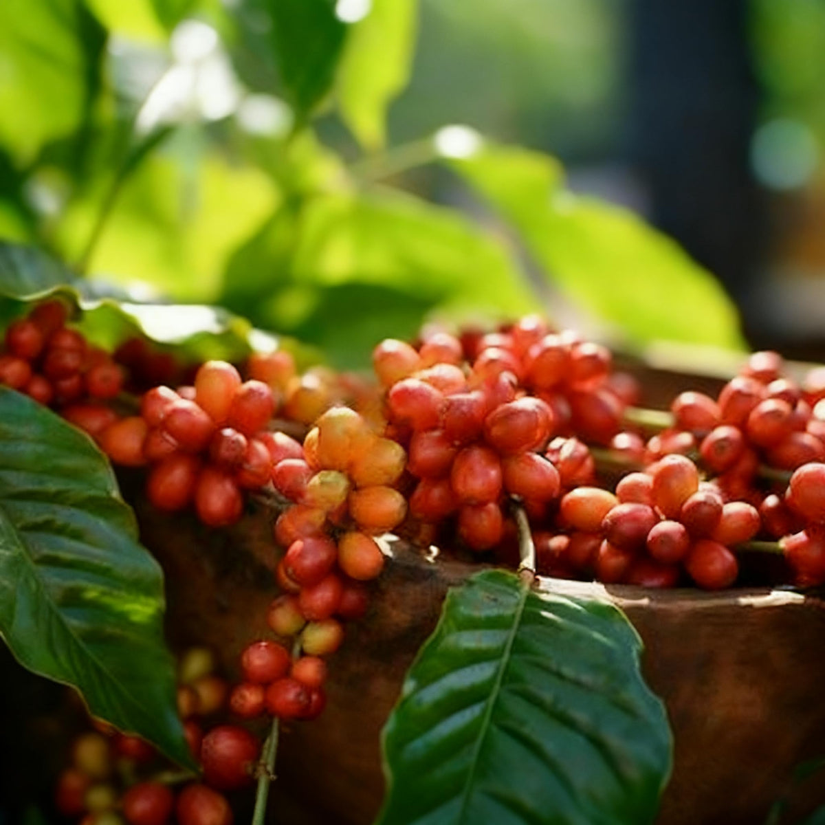 Generic Coffea Seeds suitable for Zones 10–11 outdoors
