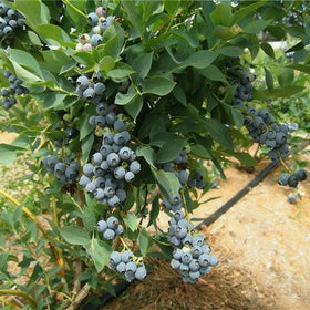 Generic cold stratification guide helps seeds germinate successfully