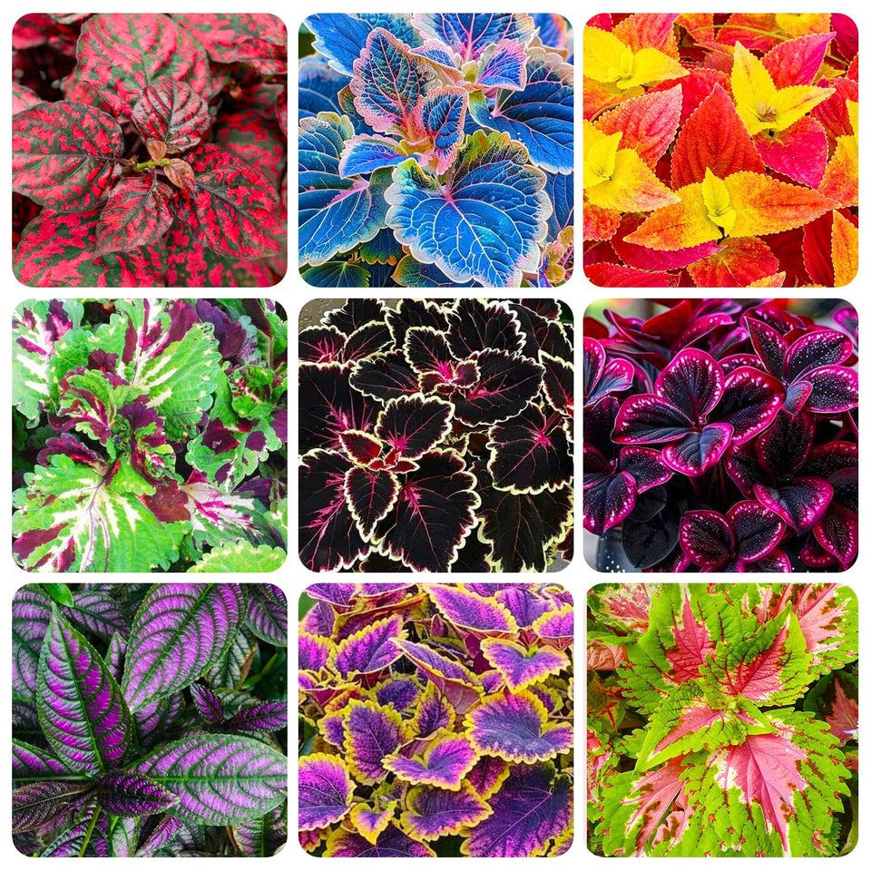 Generic Coleus seeds mixed colors pack for vibrant garden color and easy border accents