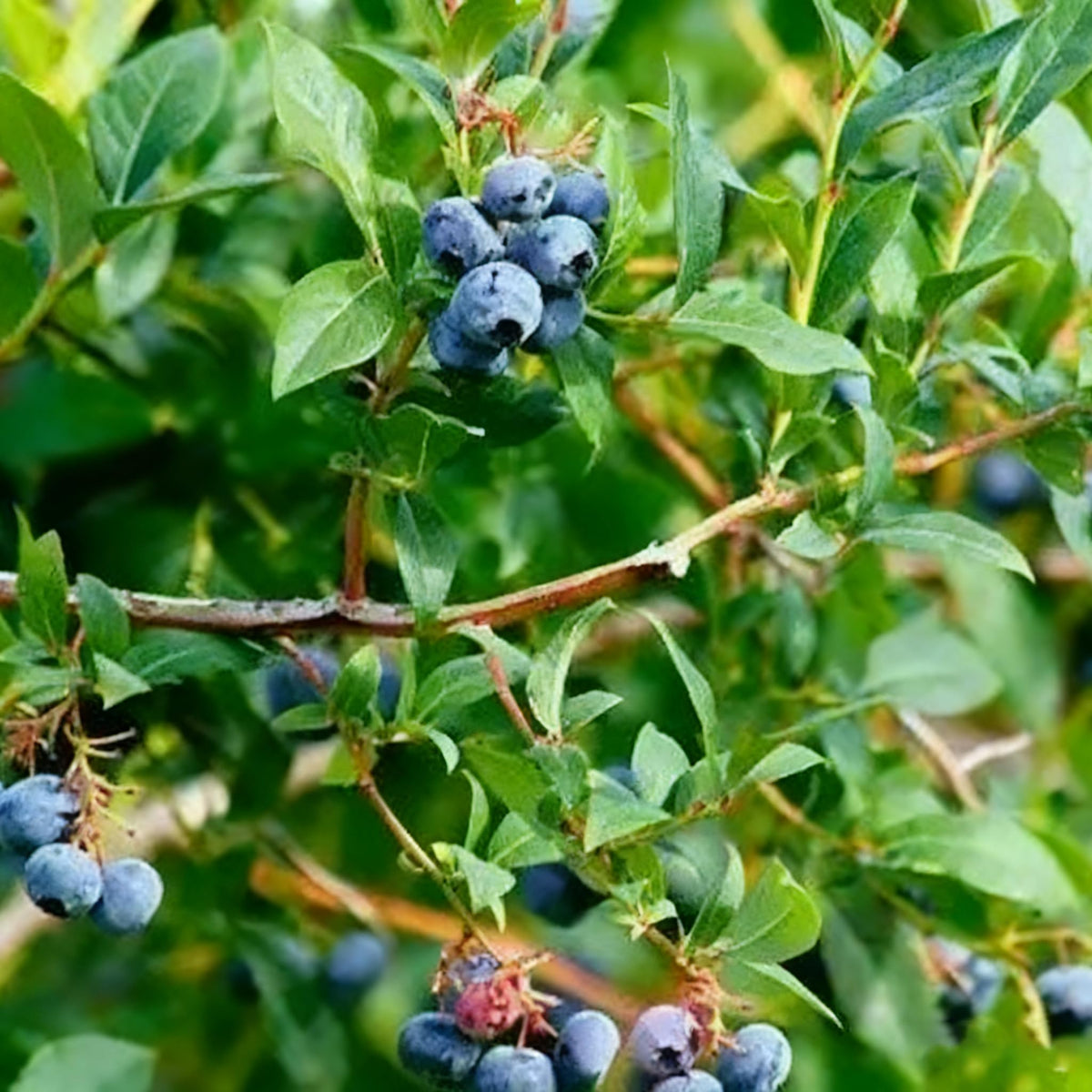 Generic blueberry plant thriving in a container on a sunny balcony