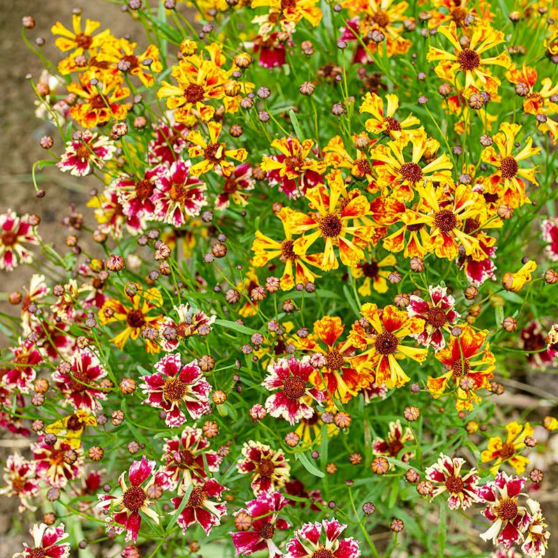 Generic Coreopsis Plains seed packets close-up show bright yellow blooms