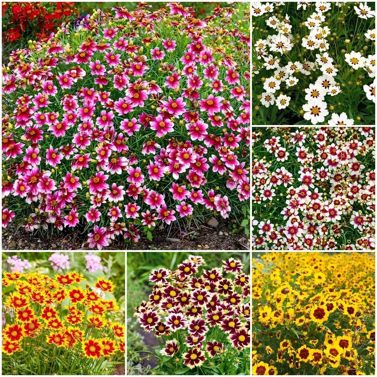 Generic Coreopsis Plains seeds bag ready for drought-tolerant wildflower gardens