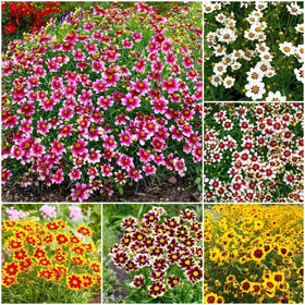 Generic Coreopsis Plains seeds bag ready for drought-tolerant wildflower gardens