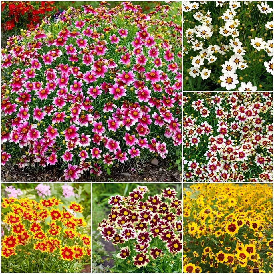 Generic Coreopsis Plains seeds bag ready for drought-tolerant wildflower gardens