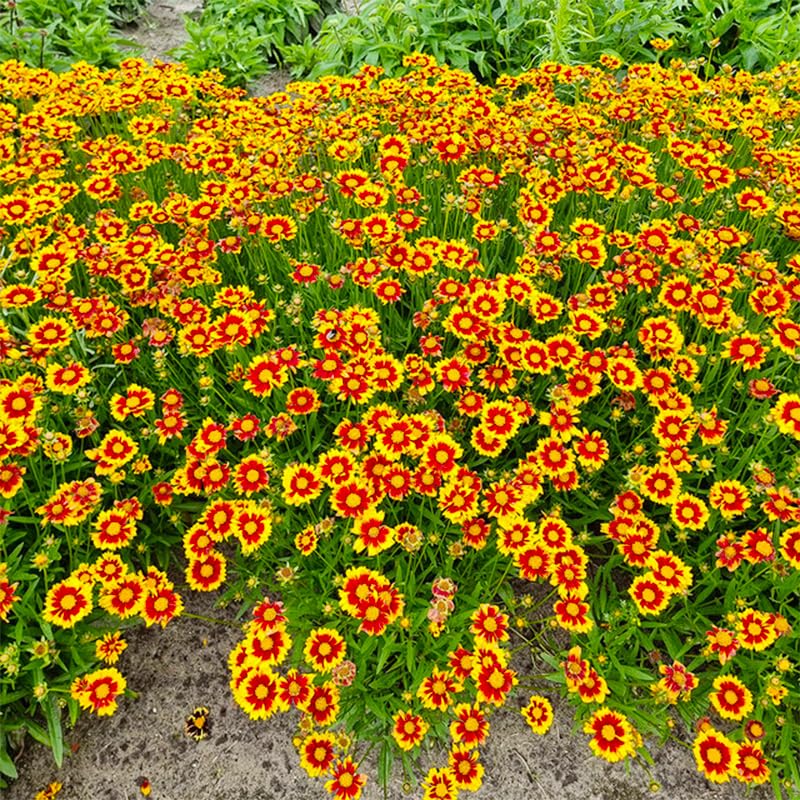 Generic Coreopsis Plains seeds in bed layout, ideal for pollinator-friendly borders
