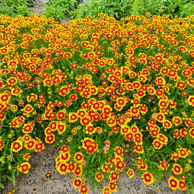 Generic Coreopsis Plains seeds in bed layout, ideal for pollinator-friendly borders