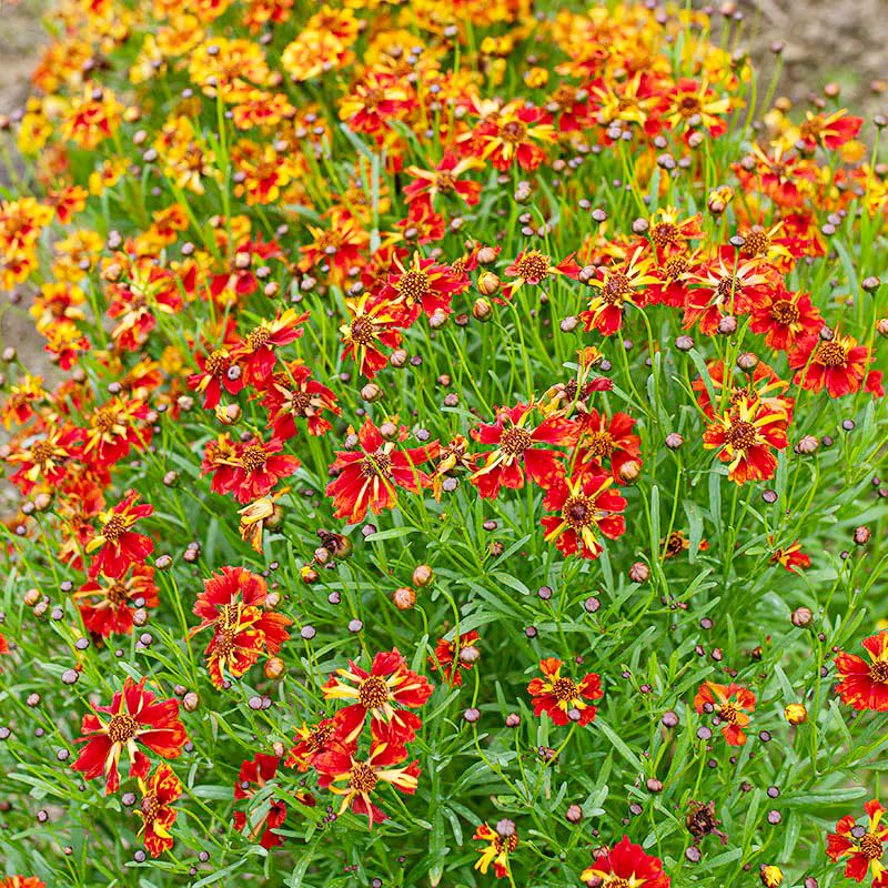 Generic Coreopsis Plains seeds for roadside plantings, supporting natural beauty