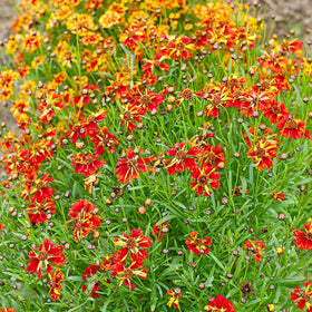 Generic Coreopsis Plains seeds for roadside plantings, supporting natural beauty