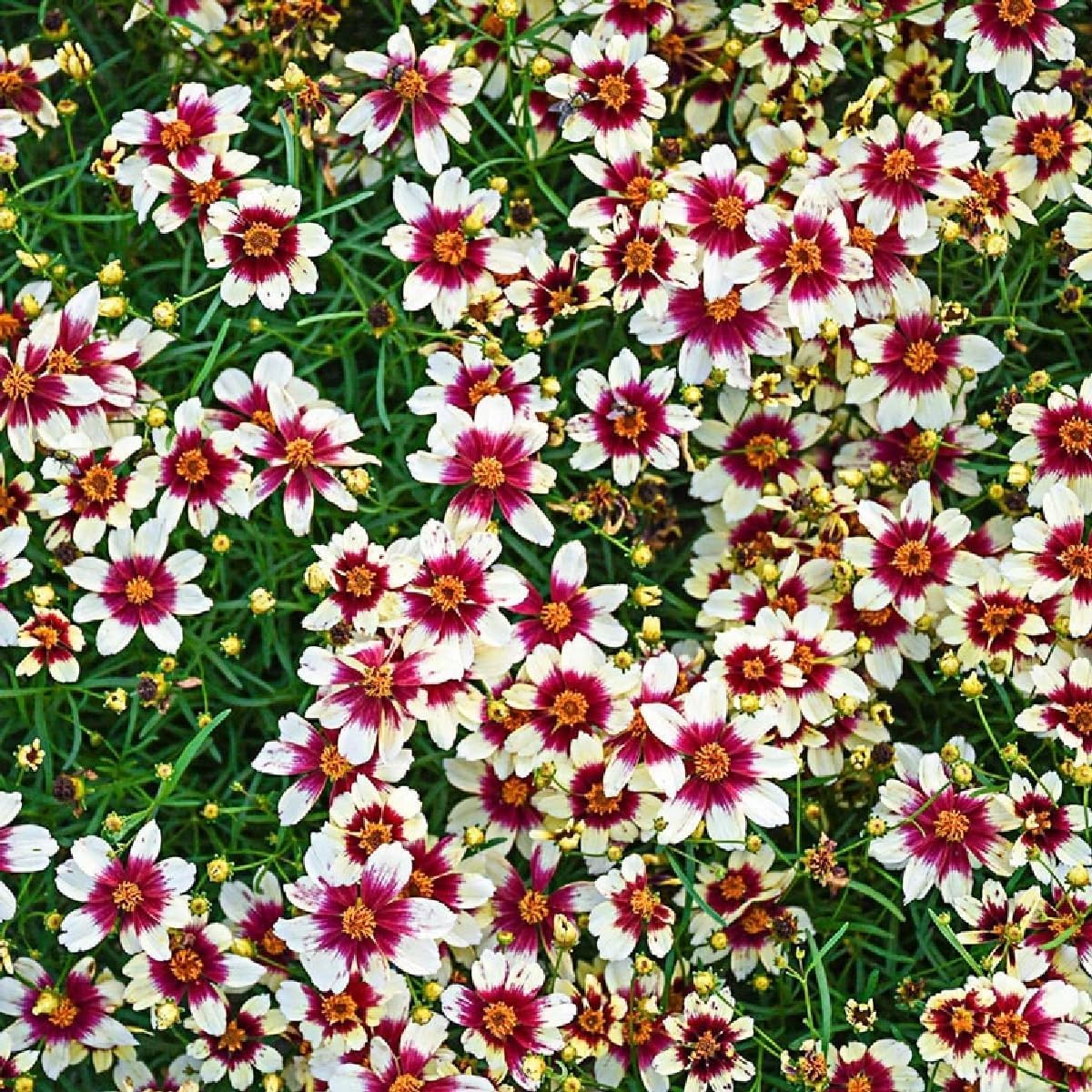 Generic Coreopsis Plains seeds in sunny field, blooming to brighten meadows